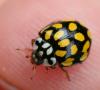 Sospita vigintiguttata